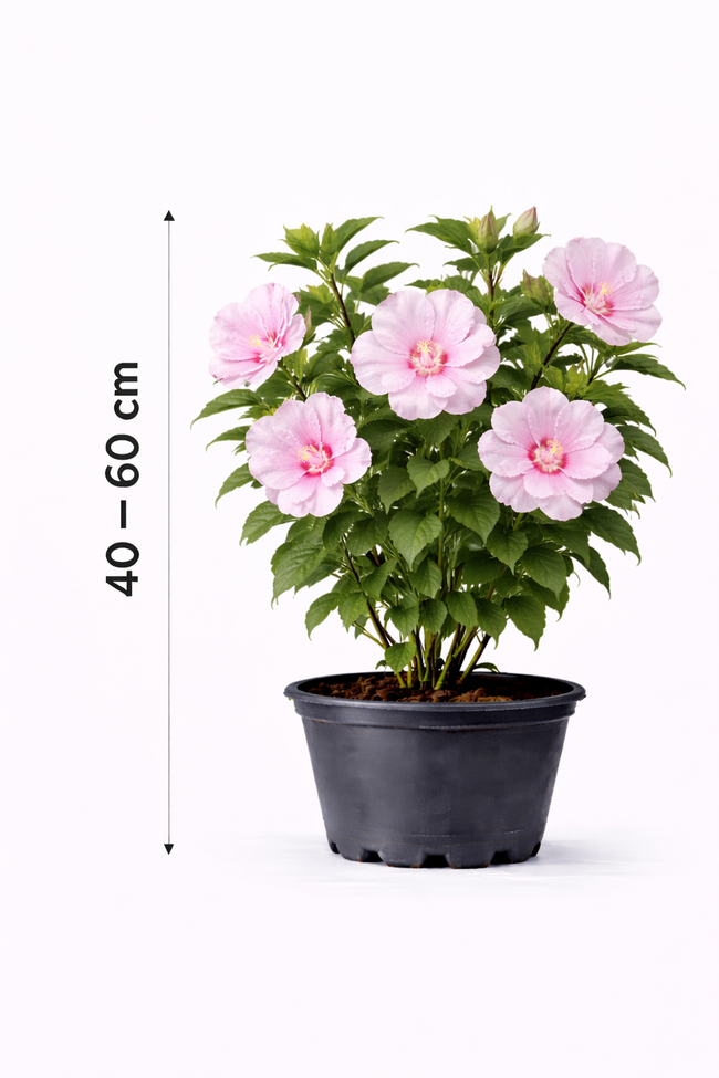 Hibiscus syr. 'Pink Chiffon' 40 - 60