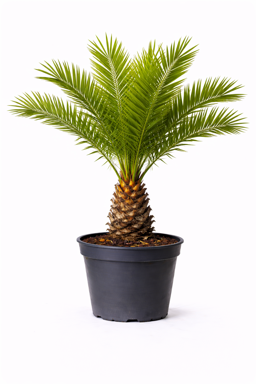 Phoenix canariensis 130 - 140
