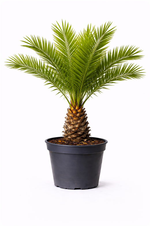 Phoenix canariensis 130 - 140