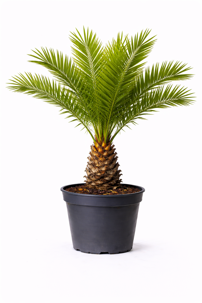 Phoenix canariensis 130 - 140