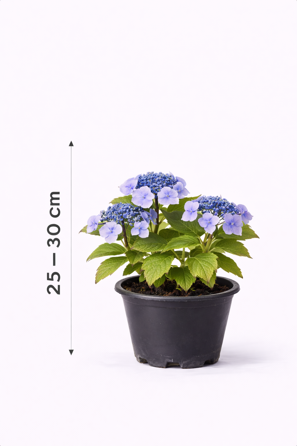 Hydrangea serr. 'Bluebird' 25 - 30