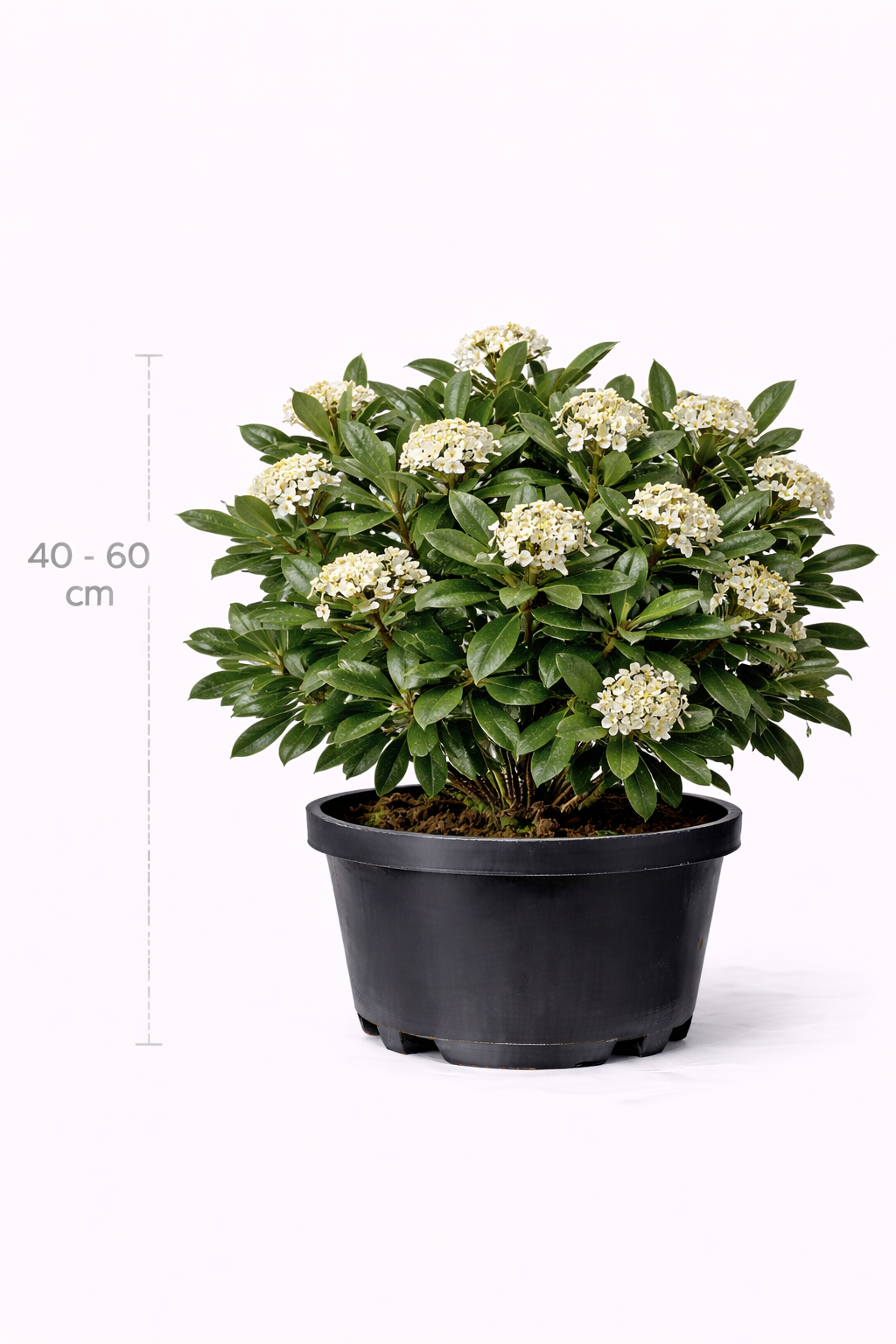 Cotoneaster lacteus 40 - 60