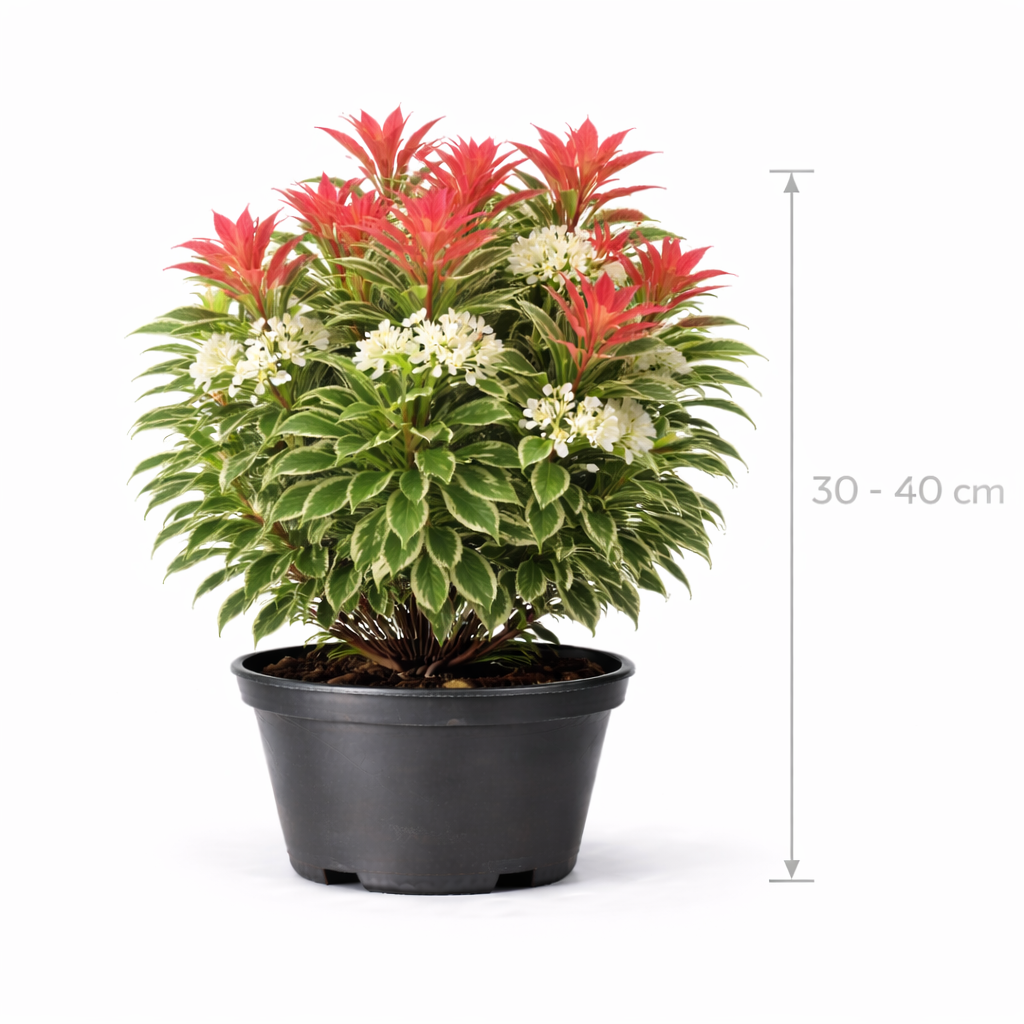 Pieris hybr. 'Flaming Silver' 30 - 40 C5