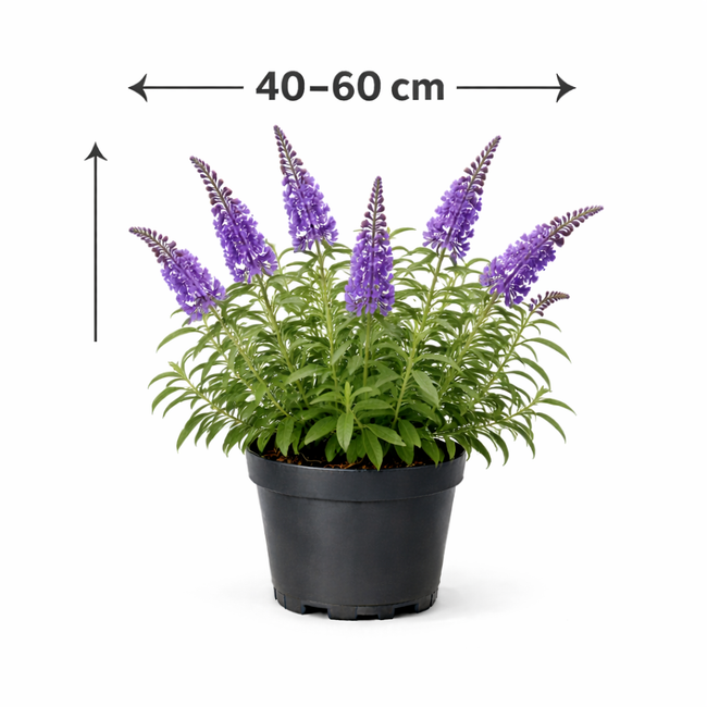 Buddleja dav. 'Nanho Purple' 40 - 60