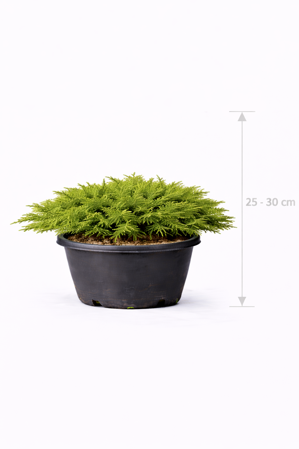 Juniperus comm. 'Repanda' 25 - 30