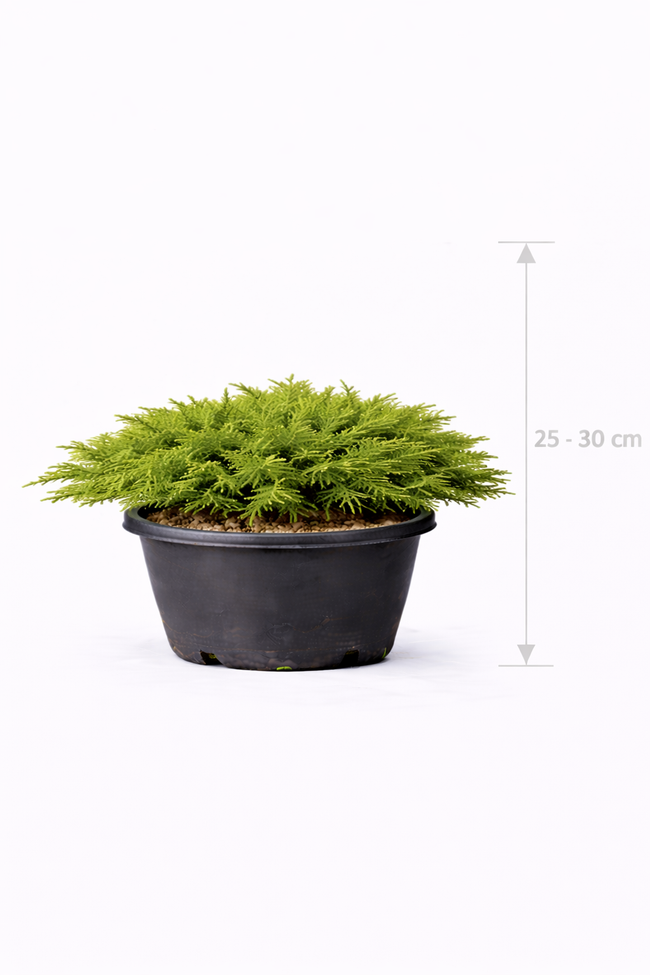 Juniperus comm. 'Repanda' 25 - 30