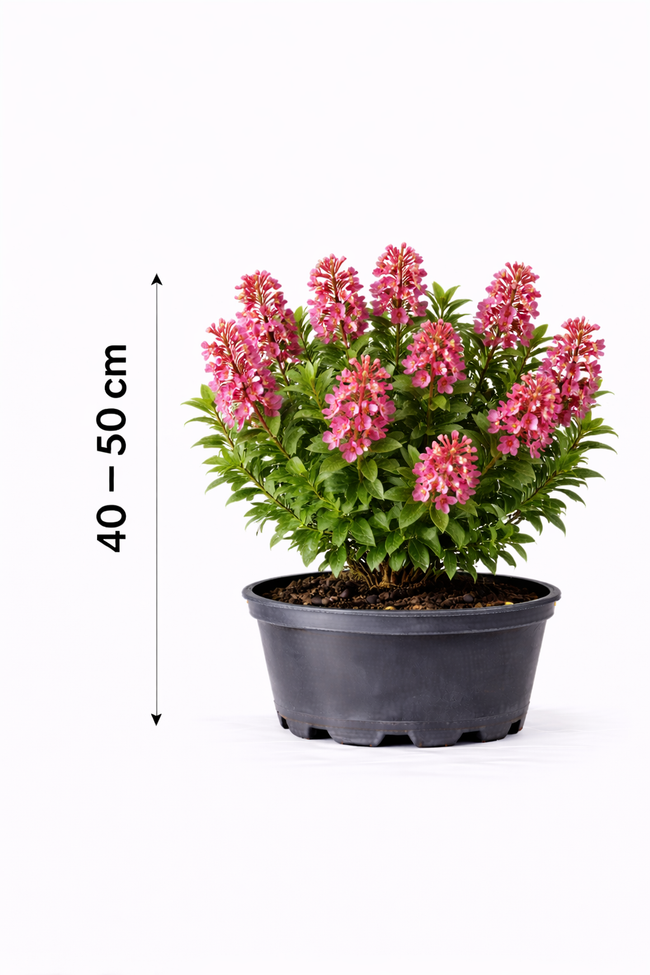 Escallonia rubra 'Crimson Spire' 40 - 50