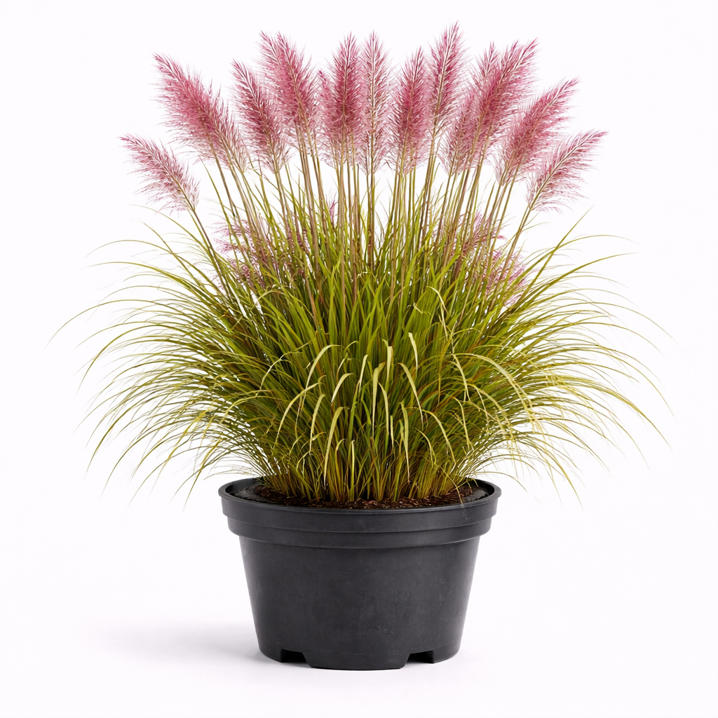 Miscanthus sin. 'Malepartus' C3