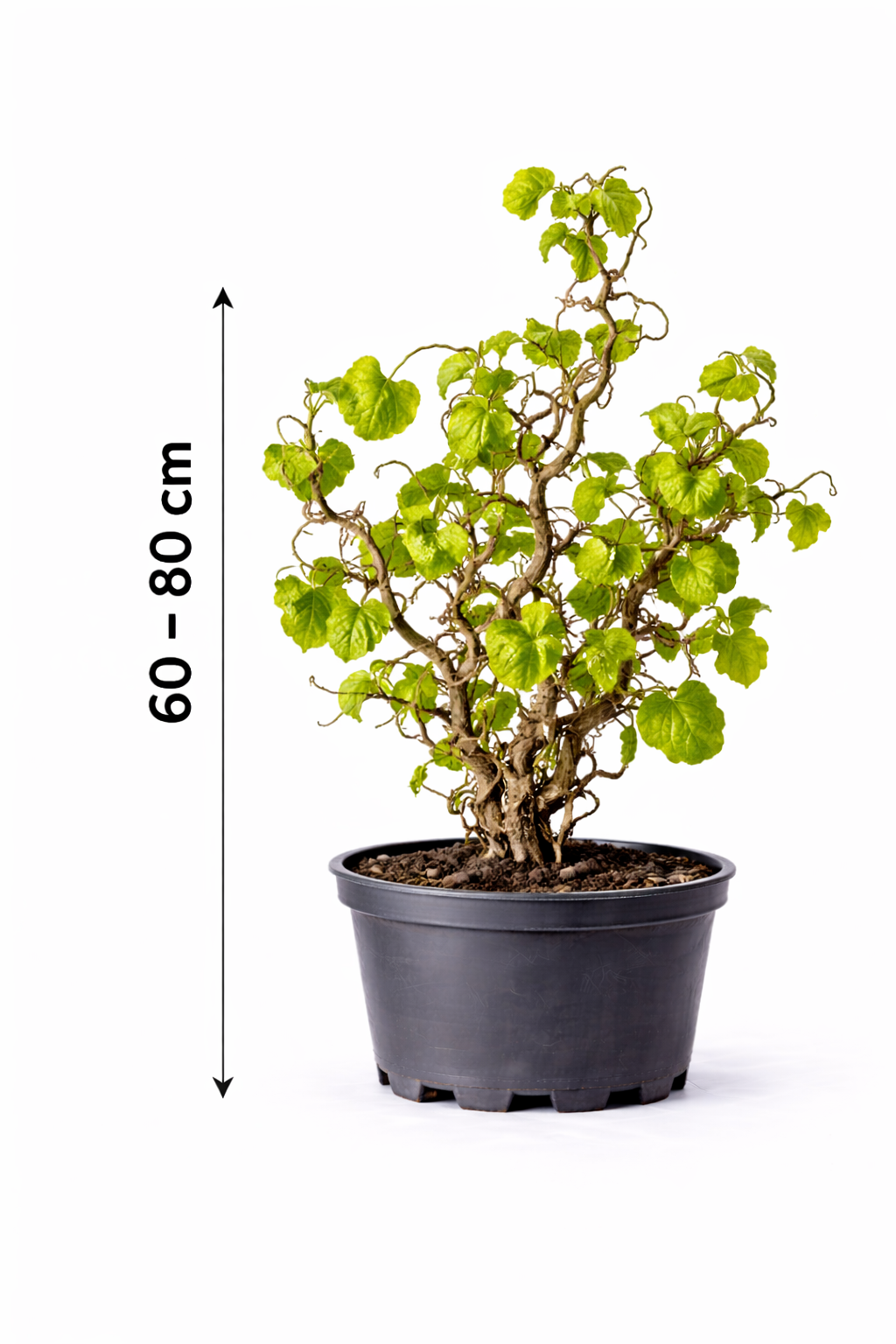 Corylus av. 'Contorta' 60 - 80