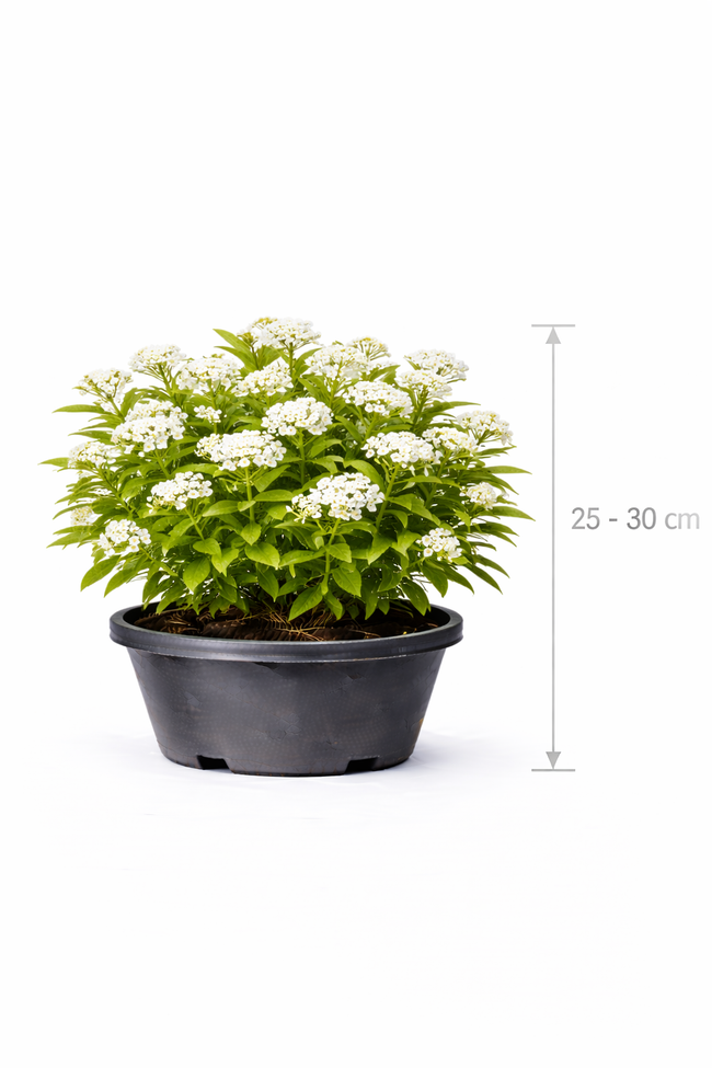 Spiraea jap. 'Albiflora' 25 - 30