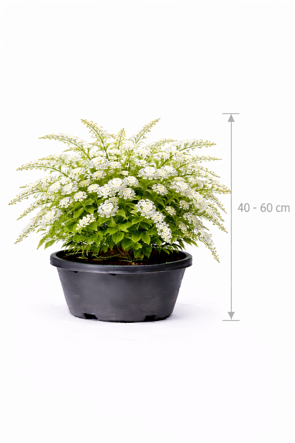 Spiraea thunbergii 40 - 60