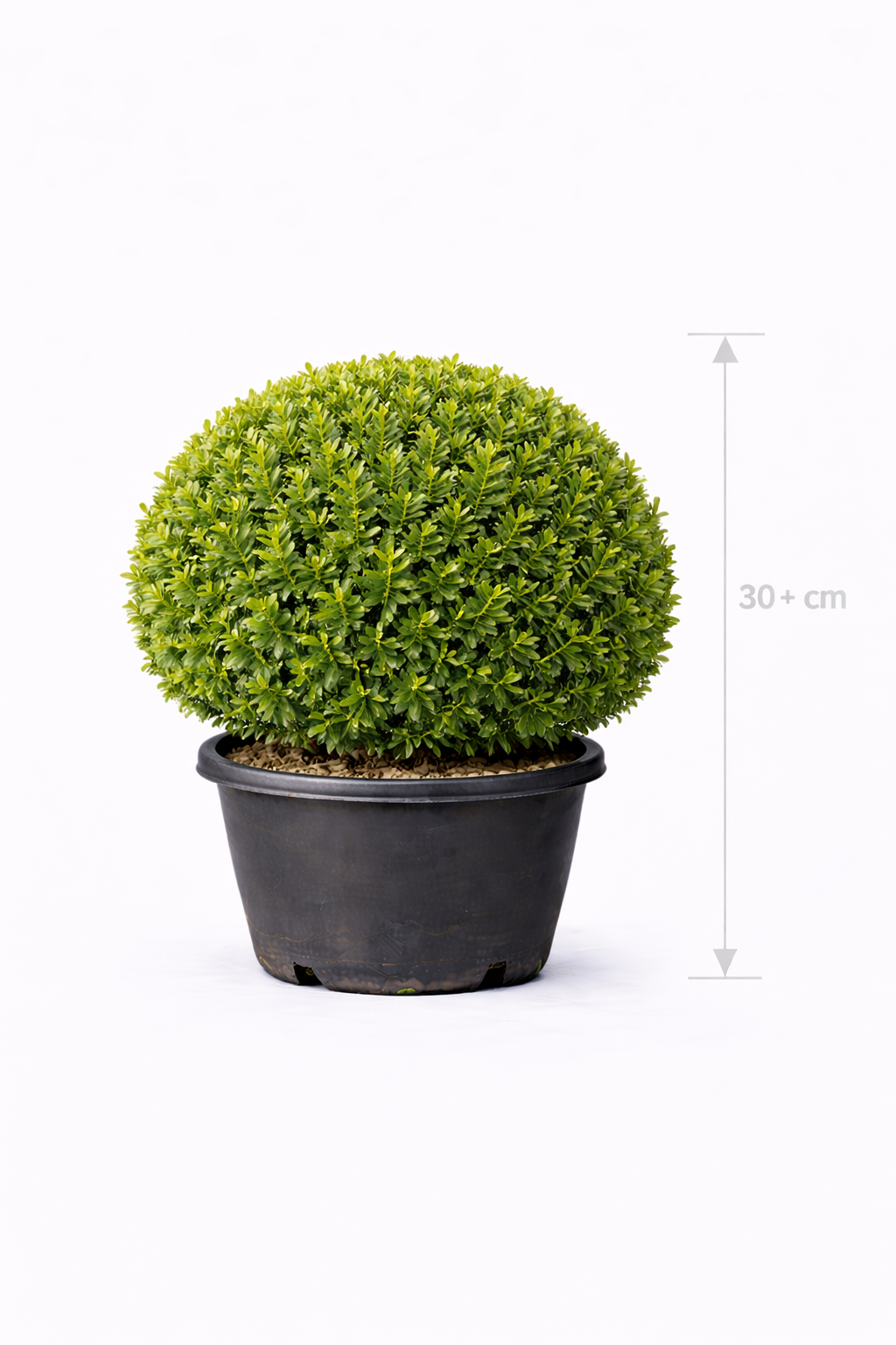 Buxus sempervirens 30- + Bolvormig