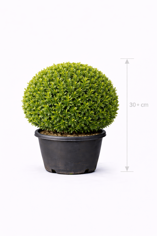 Buxus sempervirens 30- + Bolvormig