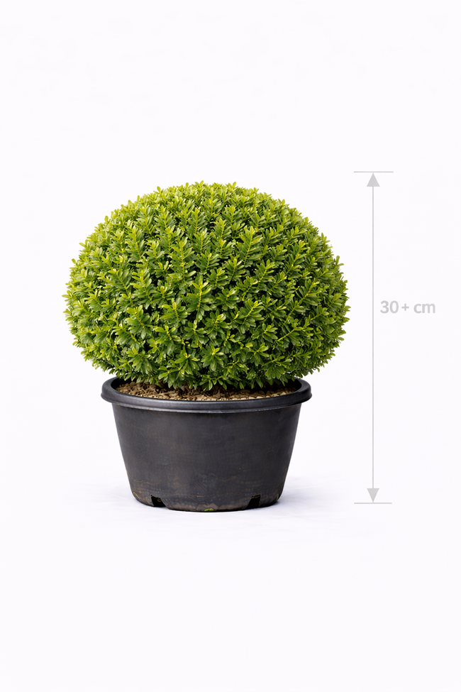 Buxus sempervirens 30- + Bolvormig
