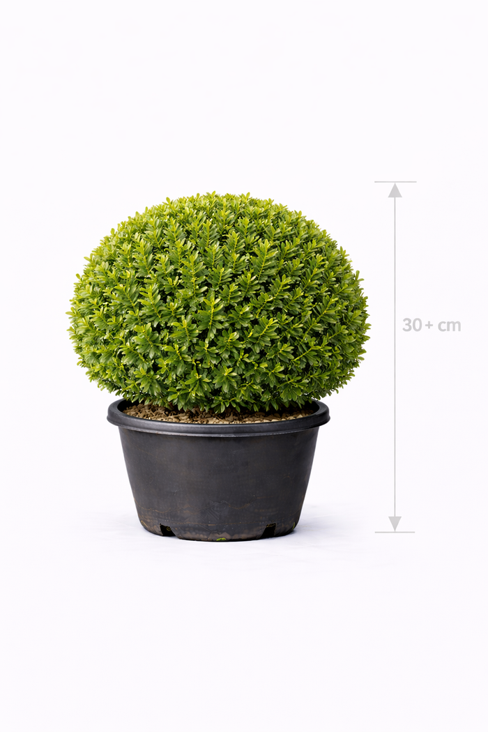 Buxus sempervirens 30- + Bolvormig