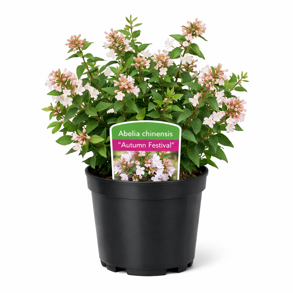 Abelia chinensis 'Autumn Festival' 30- 40 C4