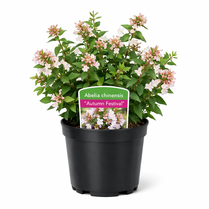 Abelia chinensis 'Autumn Festival' 30- 40 C4