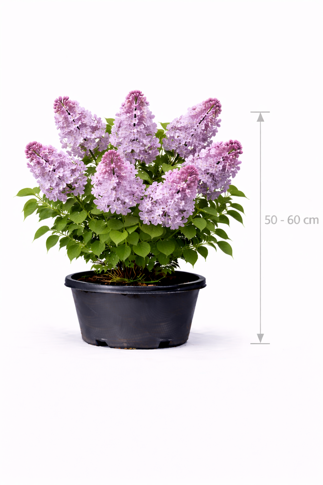 Syringa vulg. 'Michel Buchner' 50 - 60