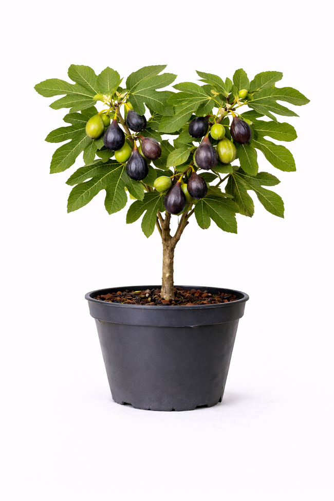 Ficus carica 'Ronde De Bordeaux' 50 - 60 c10