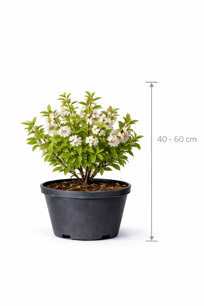 Prunus tomentosa 40 -  60