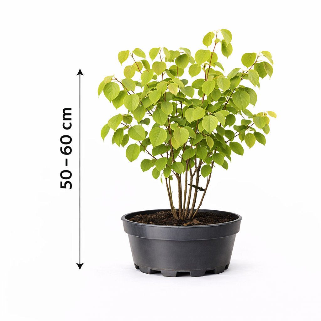 Cercidiphyllum japonicum 50 - 60