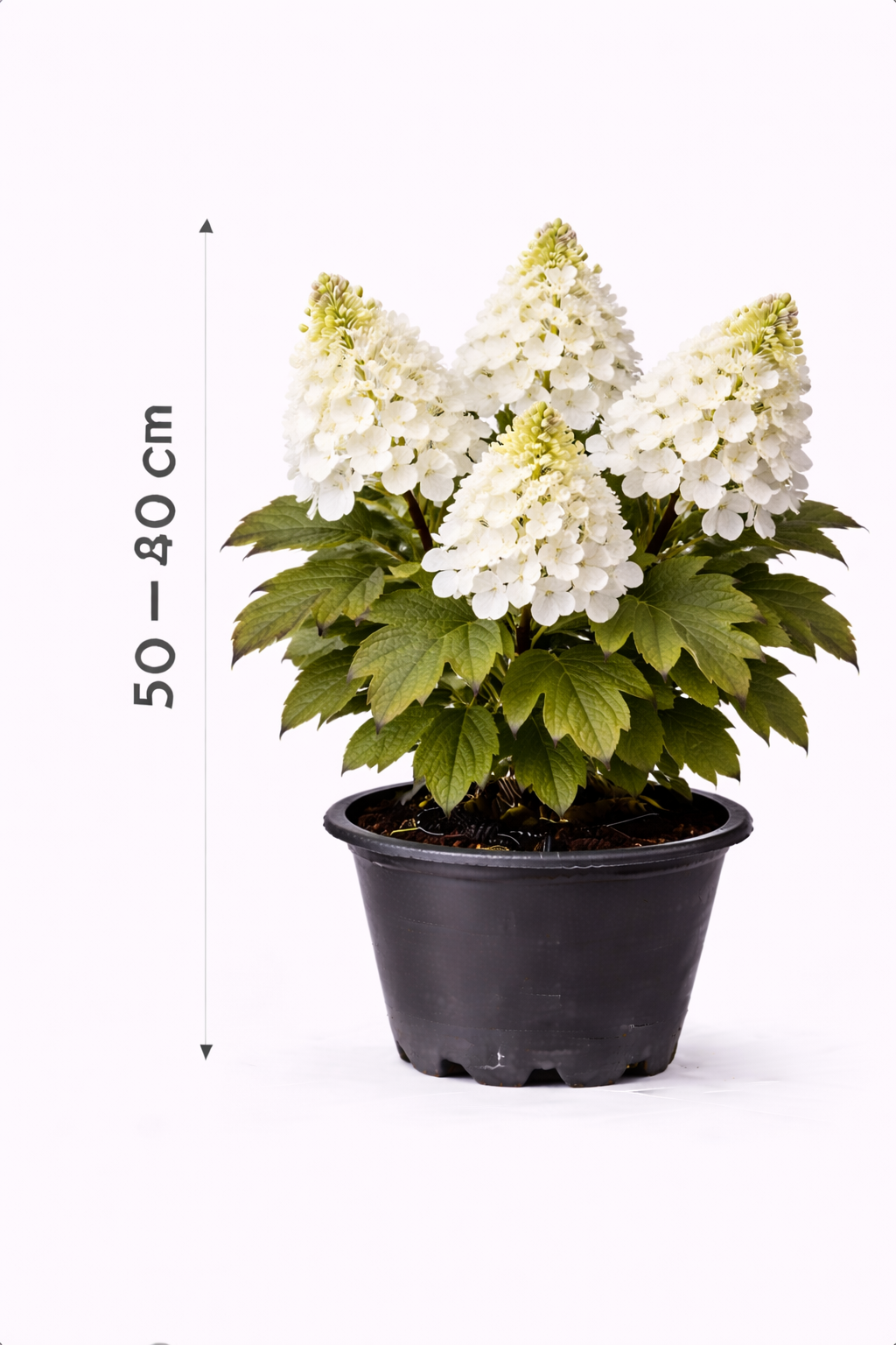 Hydrangea quercifolia 50 - 60