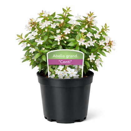 Abelia grand. 'conti' 25 - 30