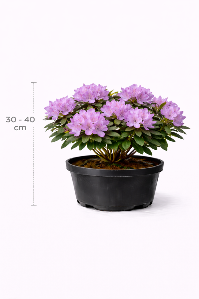 Rhodo (hybr.) 'Praecox' 30 - 40 C3