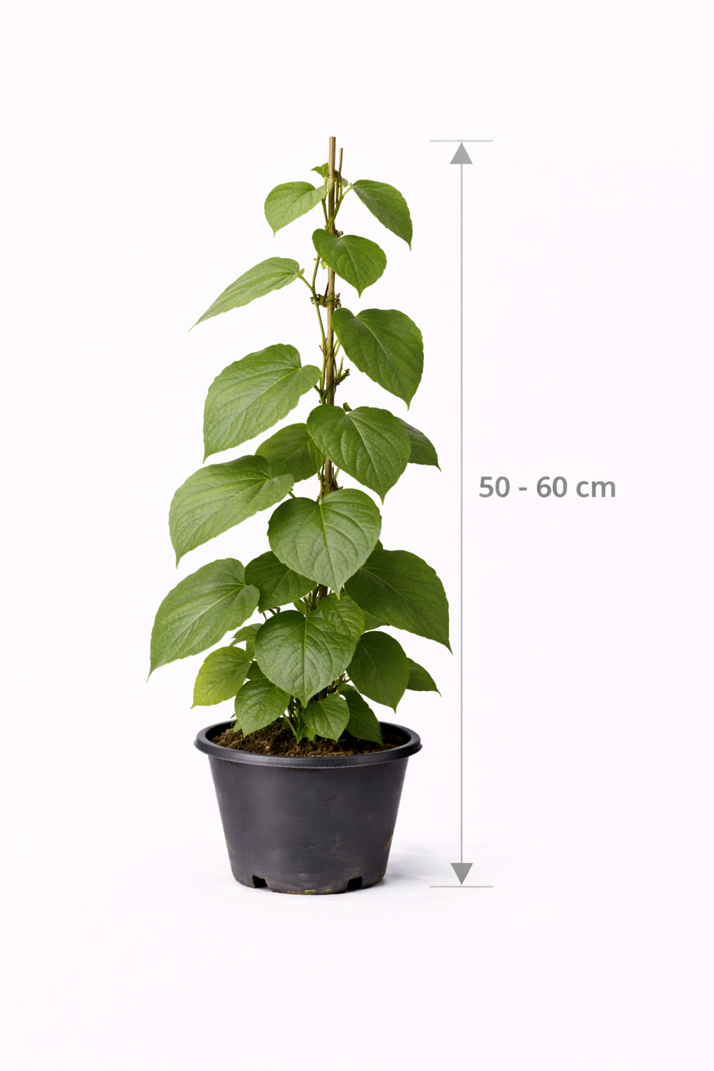 Actinidia deliciosa 'Atlas' 50 - 60