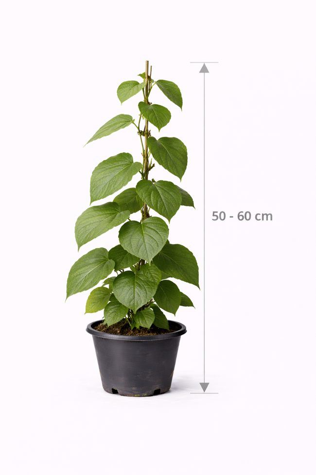 Actinidia deliciosa 'Atlas' 50 - 60