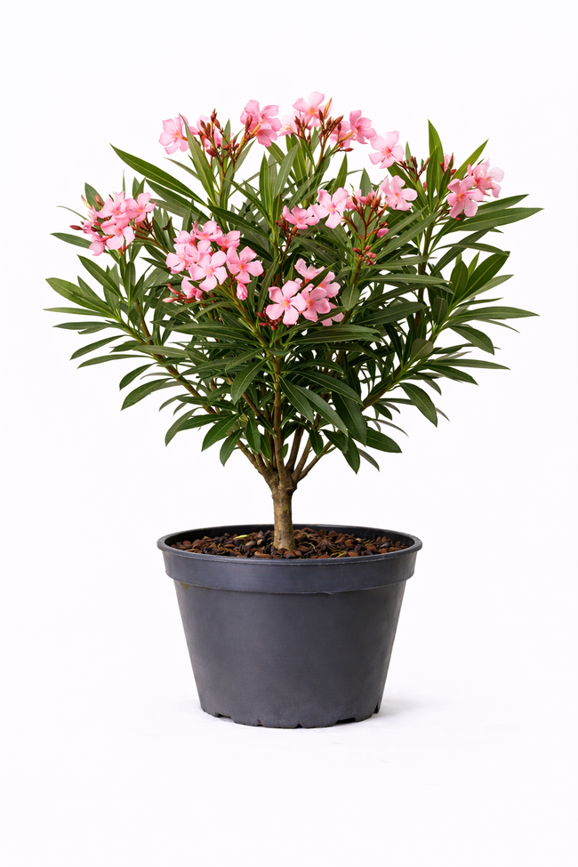 Nerium oleander 60 - 80 C10