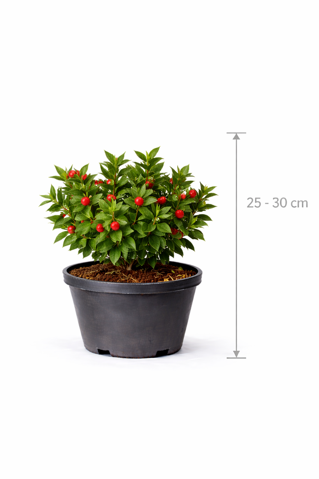 Ruscus aculeatus 25 - 30