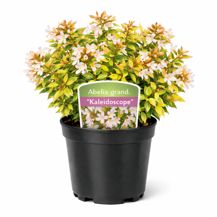 Abelia 'Kaleidoscope' 25 - 30