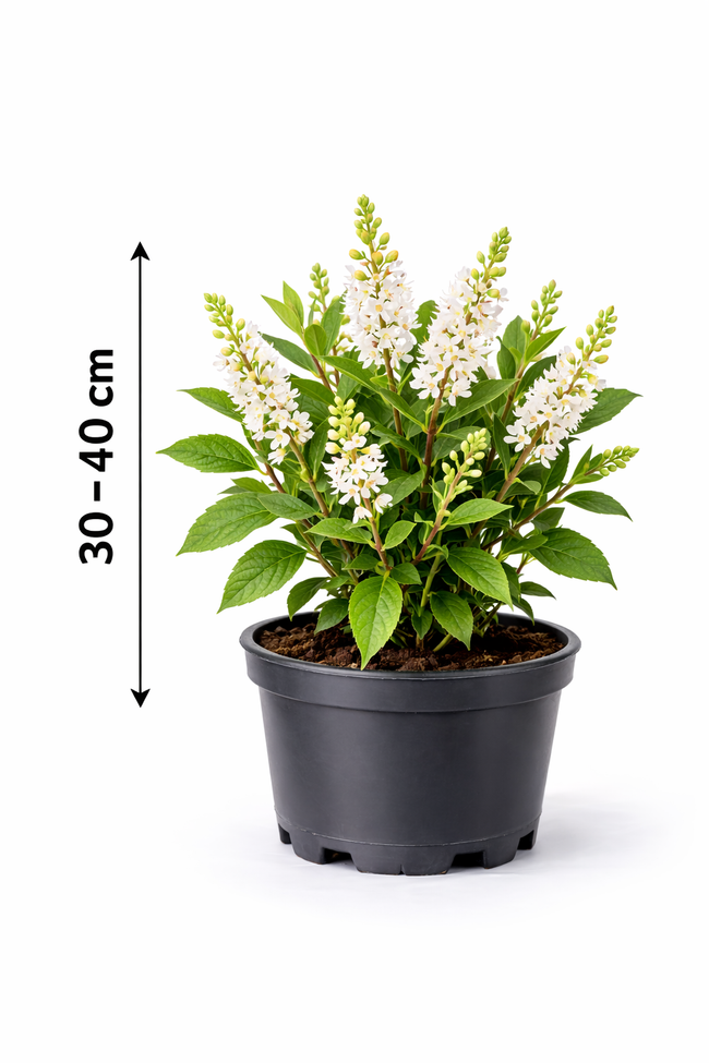 Clethra alnifolia 30 - 40