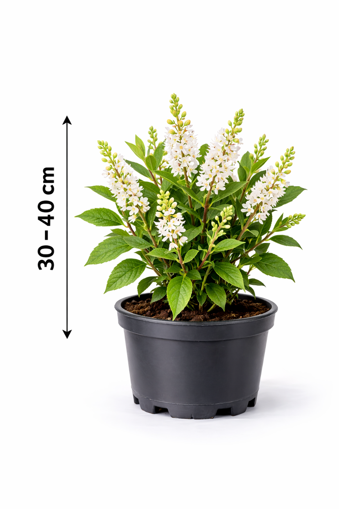 Clethra alnifolia 30 - 40