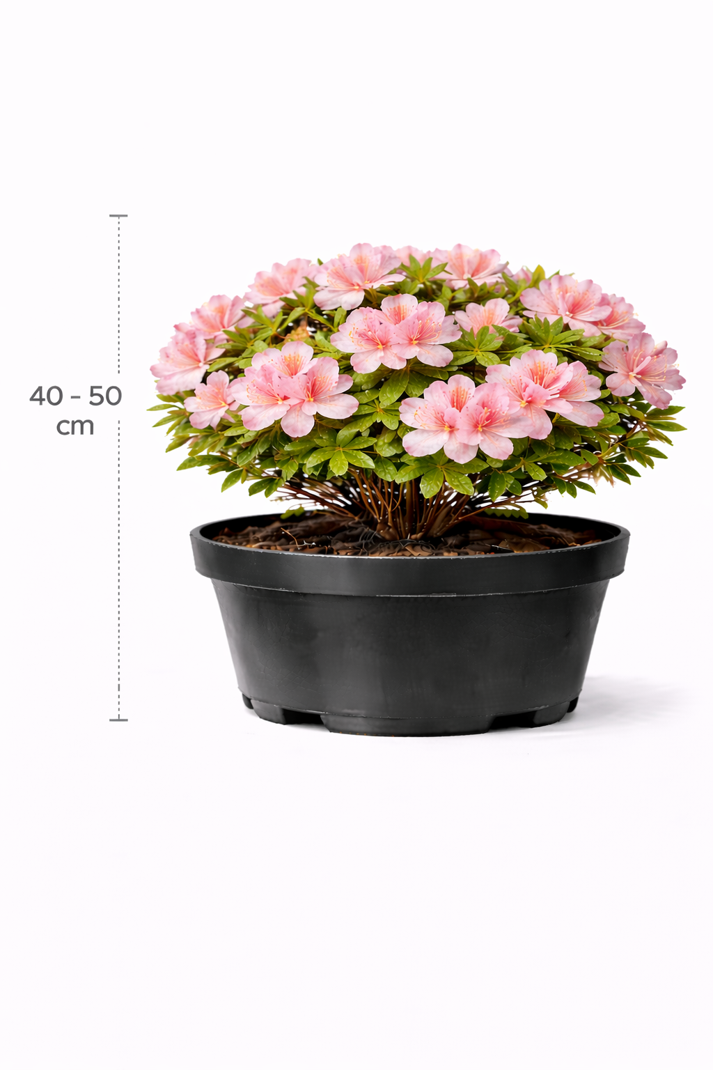 Azalea mollis roze 40 - 50 C3