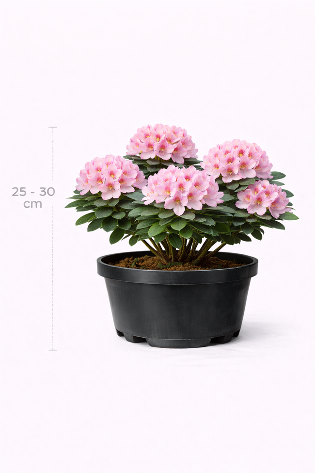 Rhodo (keisk.) 'Princess Anne' 25 - 30
