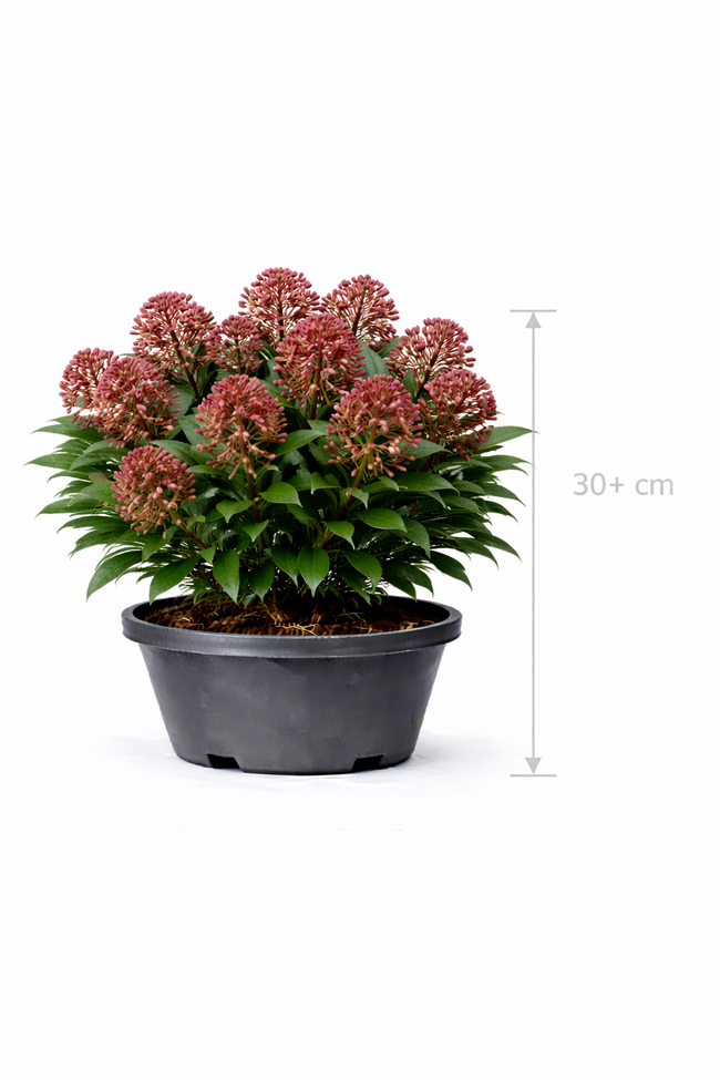Skimmia jap. 'Rubella' 30- +