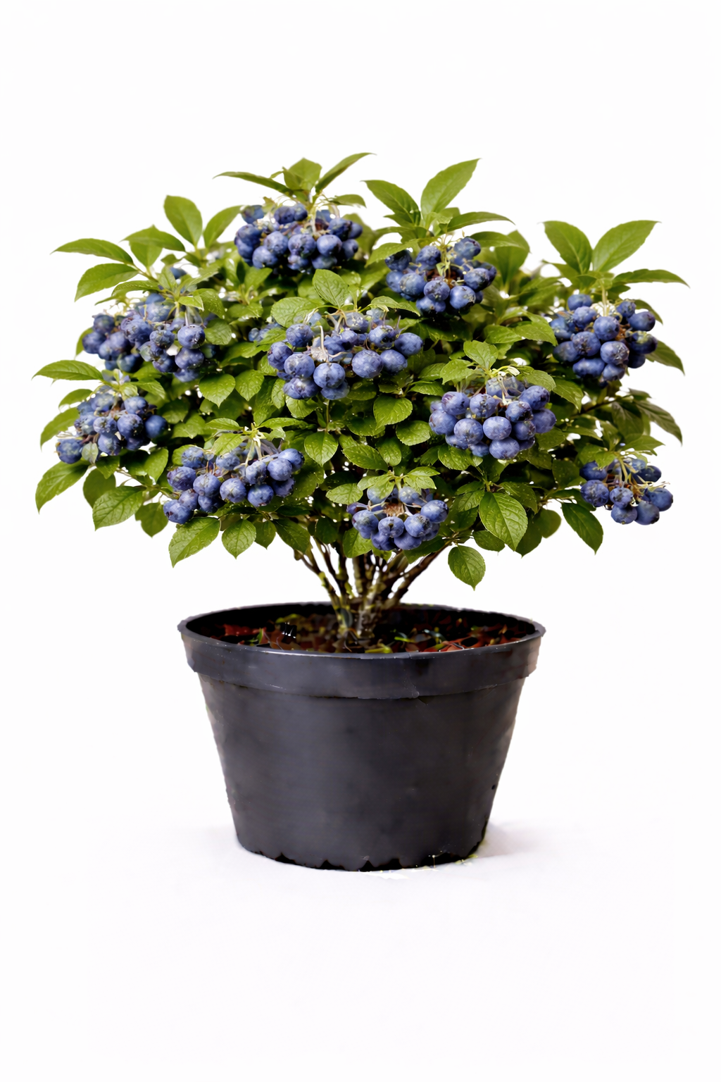 Vaccinium cor. 'Goldtraube 71' 30 - 40