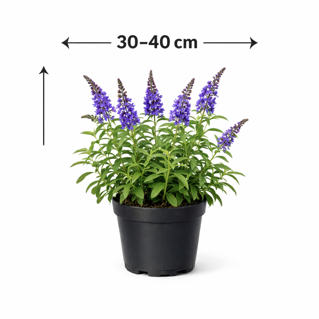Buddleja dav. 'Adonis Blue' 30 - 40
