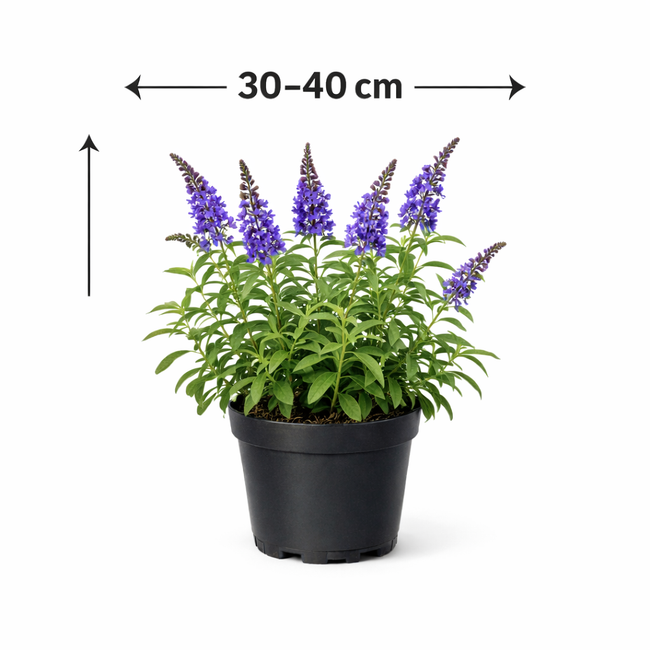 Buddleja dav. 'Adonis Blue' 30 - 40