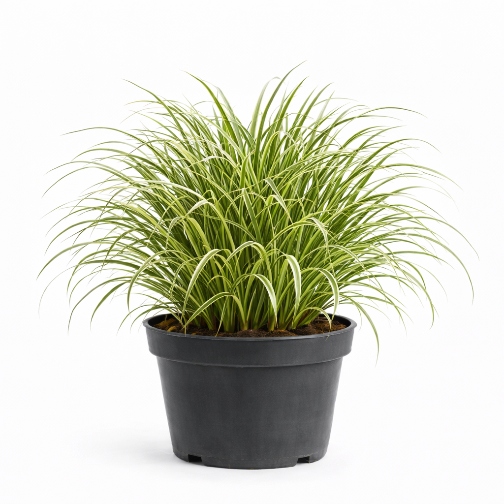 Carex morr. 'Ice Dance' C3