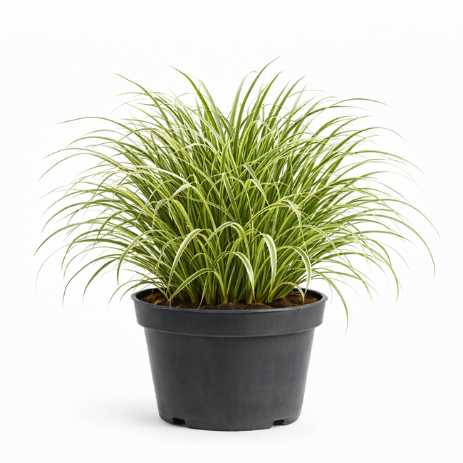 Carex morr. 'Ice Dance' C3