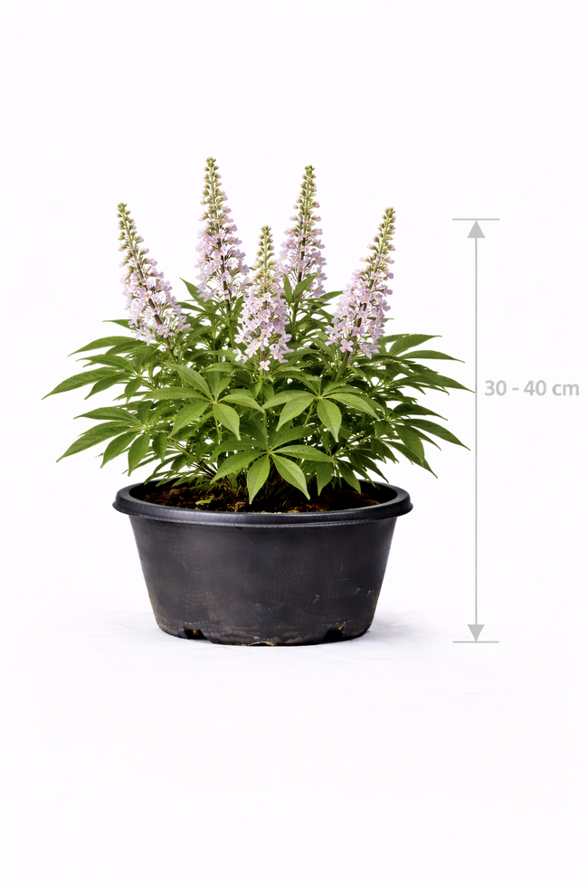 Vitex agnus-castus 'Santamaria' 30 - 40