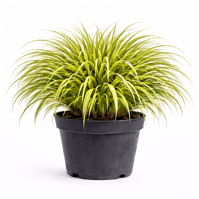 Carex osh. 'Eversheen' C3