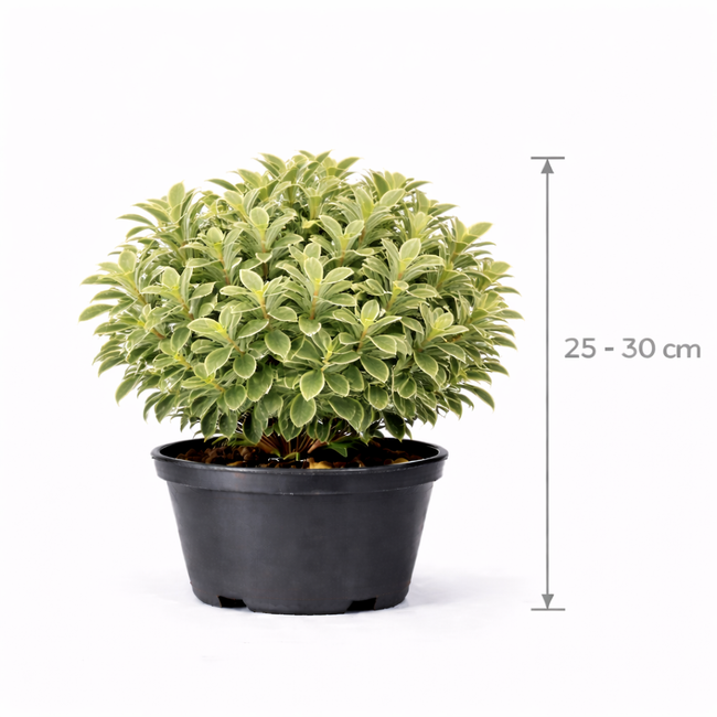 Pittosporum ten. 'Variegatum' 25 - 30