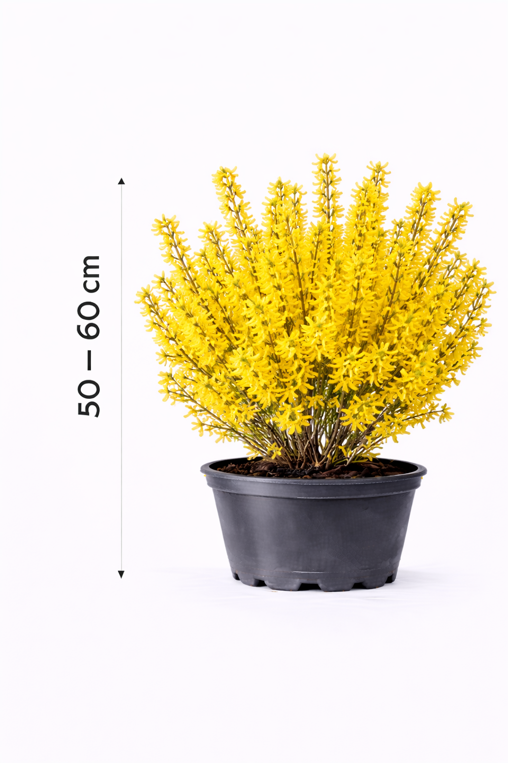 Forsythia int. 'Spectabilis' 50 - 60