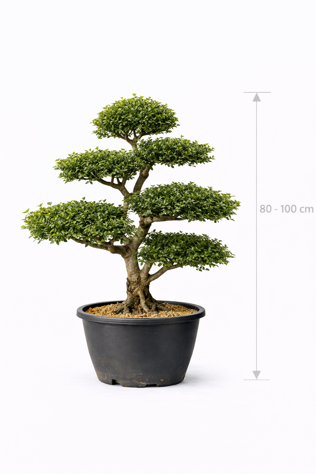 Ilex cren. 'Mutchagara' 80-+ Bonsai
