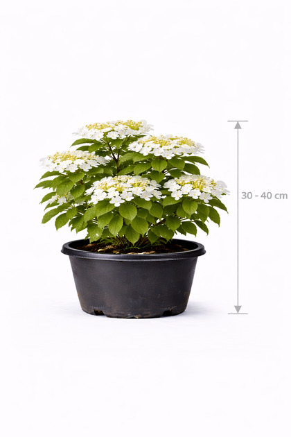 Viburnum 'Watanabe' 30 - 40