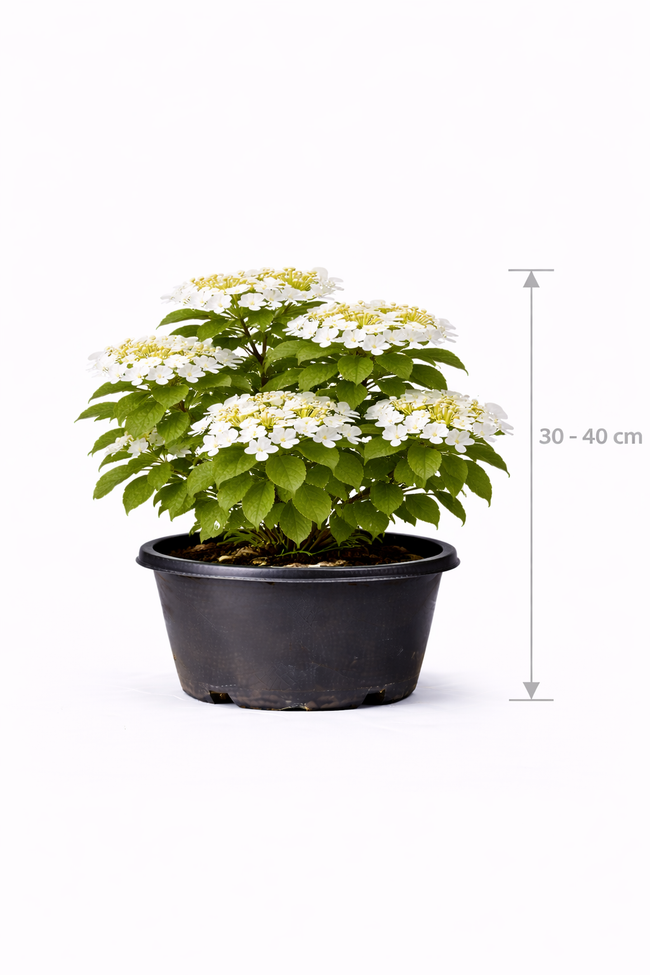 Viburnum plic. 'Watanabe' 30 - 40